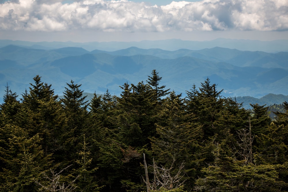 green trees near mountain under white clouds during daytime