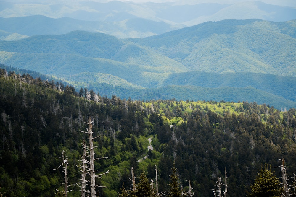 green trees on mountain during daytime