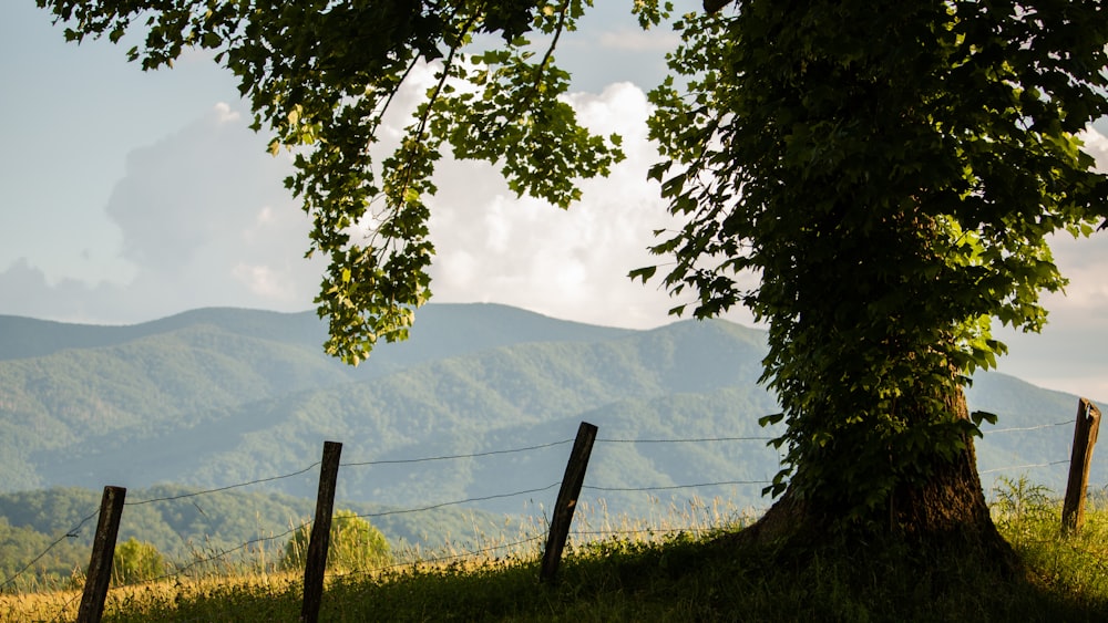 green grass field with mountain in distance