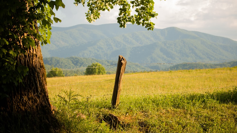 brown wooden post on green grass field during daytime