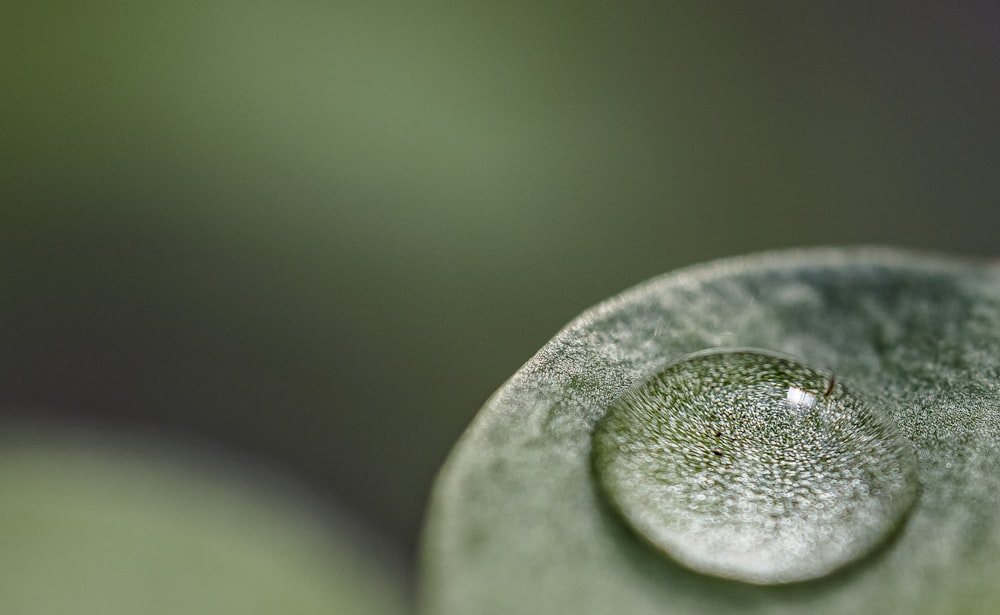 Gota de agua sobre hoja verde