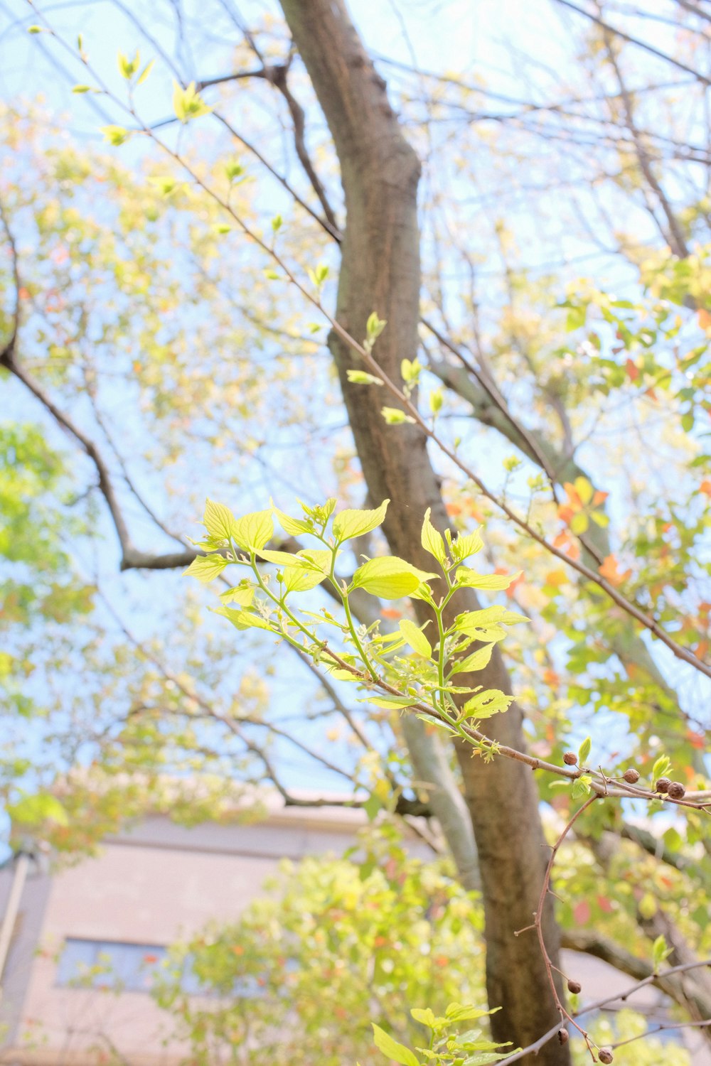 green leaves on brown tree branch during daytime