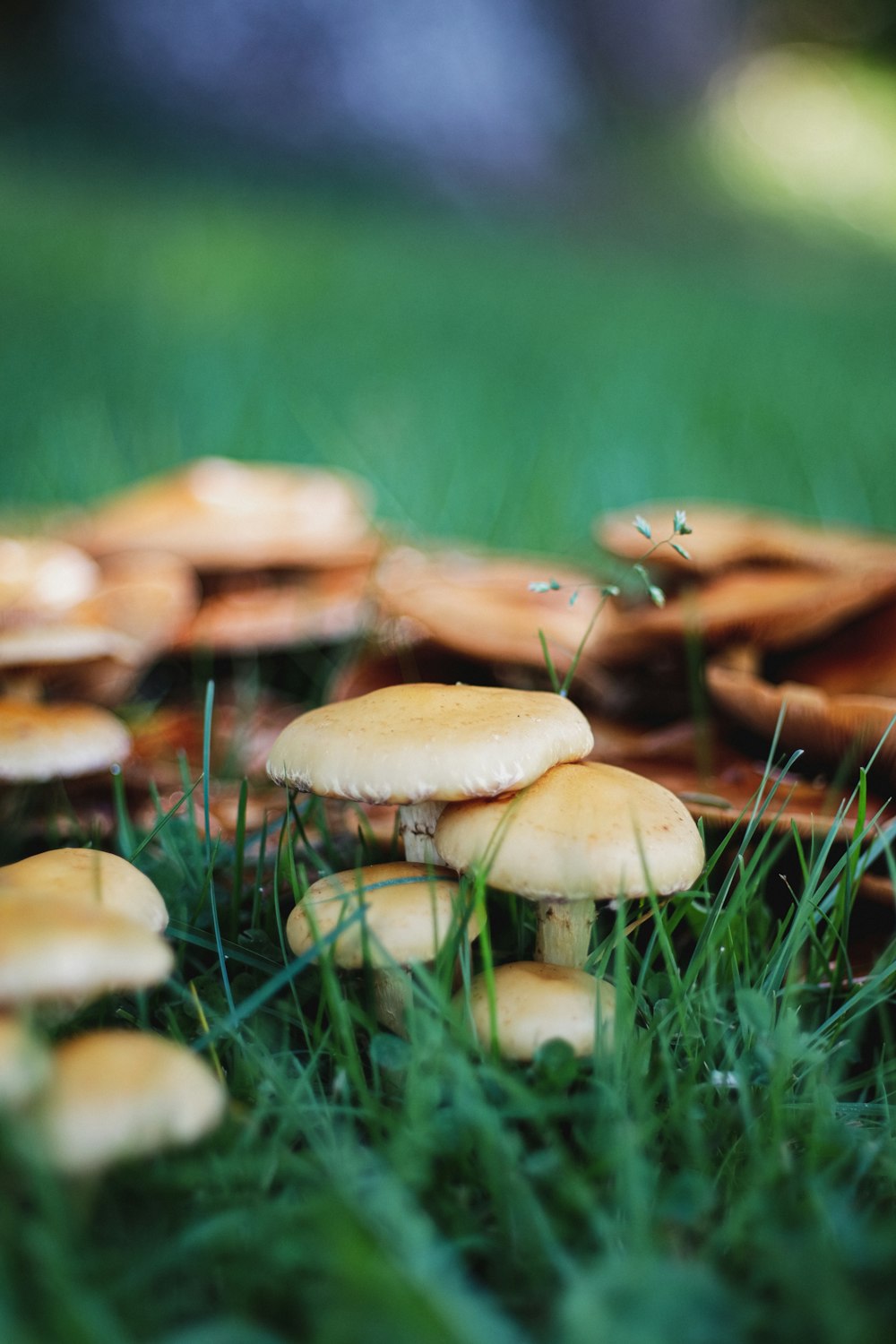 brown mushroom on green grass during daytime