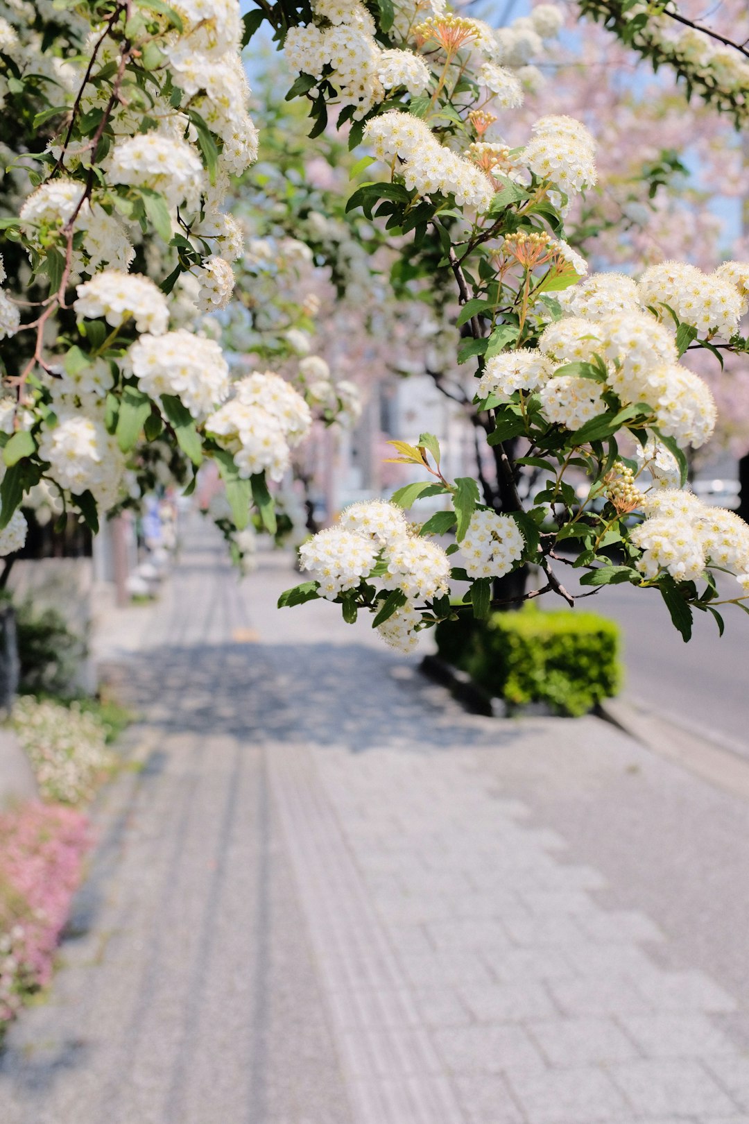 white flowers on gray concrete floor