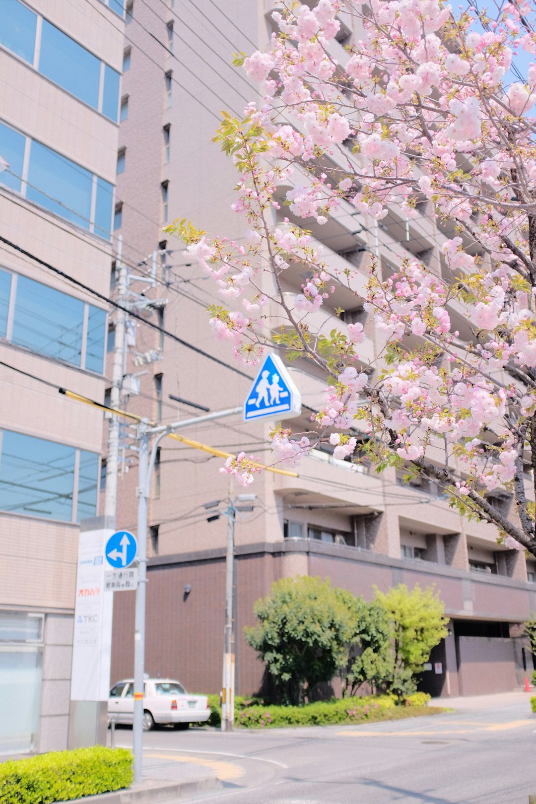 white cherry blossom tree near white and blue building during daytime