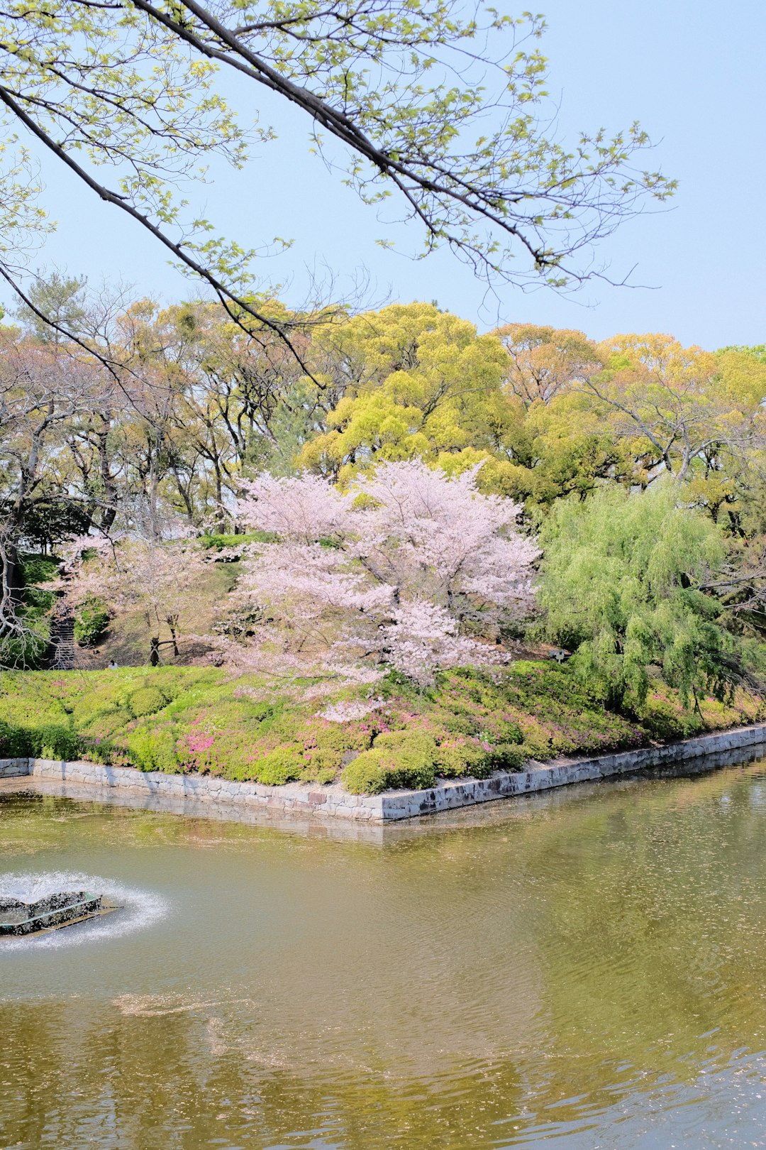 green trees beside river during daytime