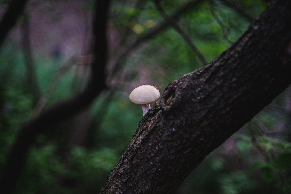 white mushroom on brown tree trunk