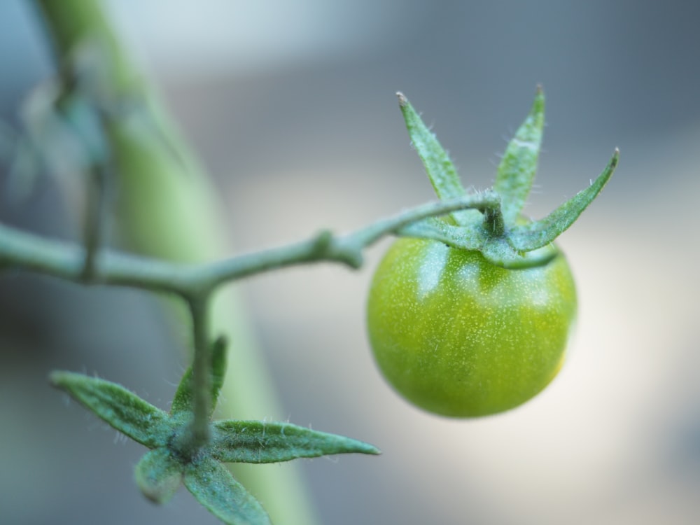 green tomato with green leaves