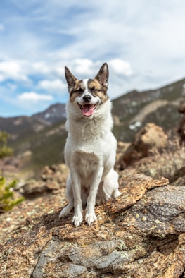 white and brown short coated dog on brown rock during daytime