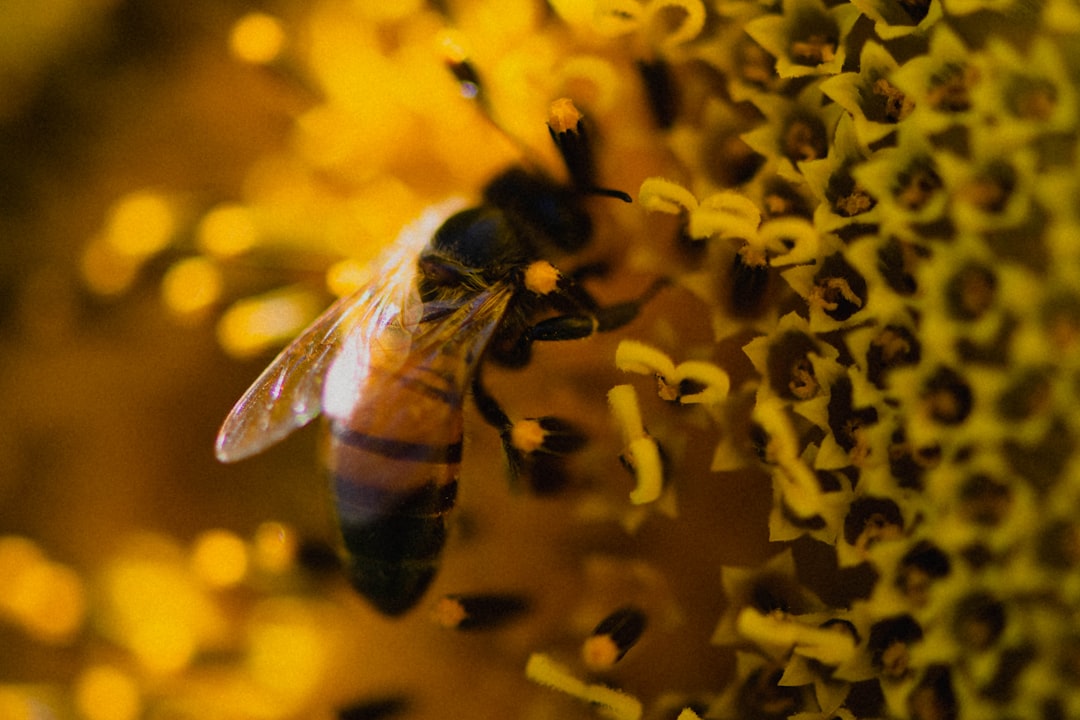 honeybee perched on yellow flower in close up photography during daytime