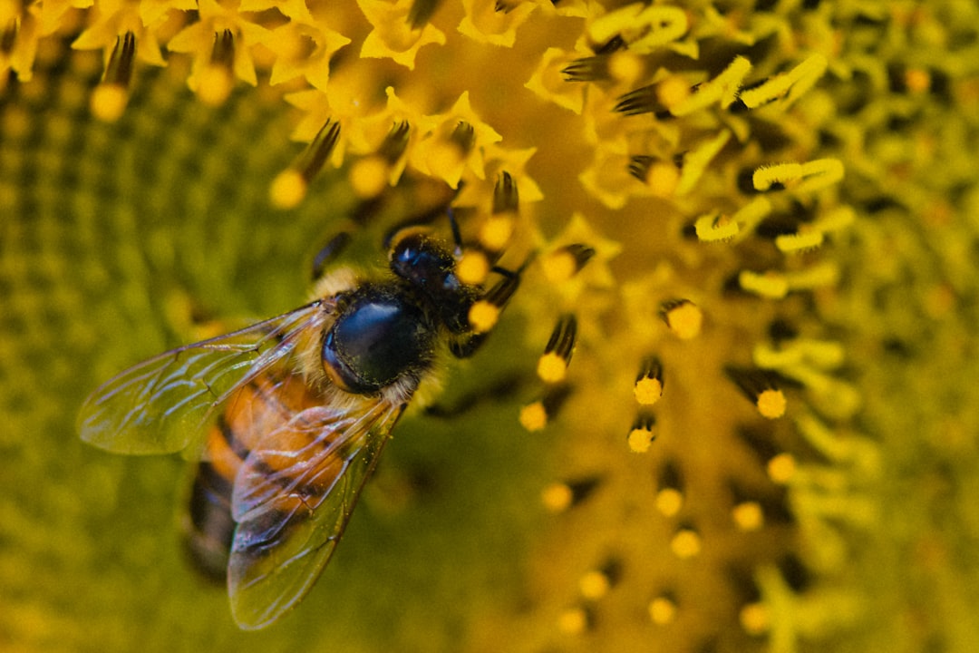 black and yellow bee on yellow flower