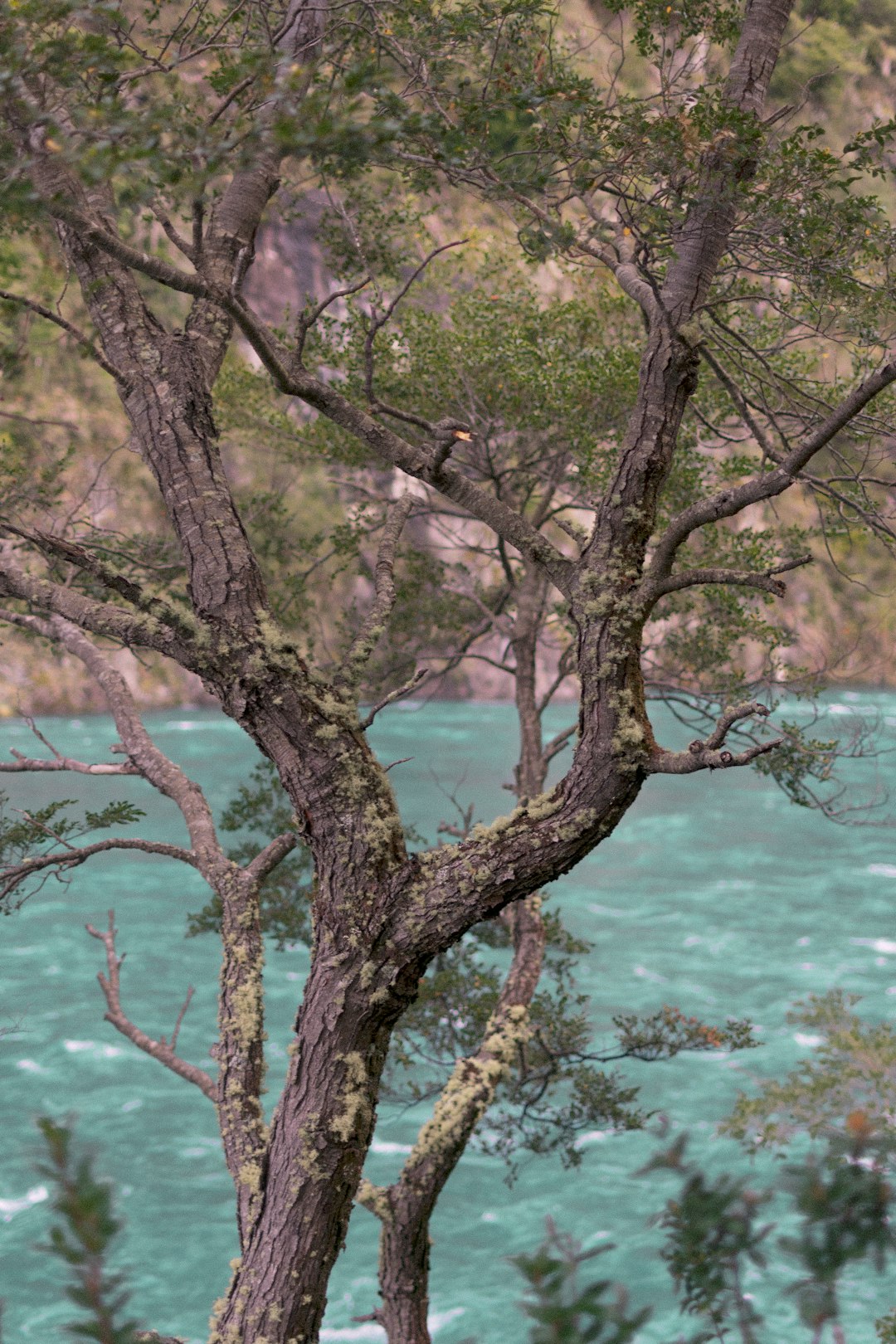 Wildlife photo spot Saltos Del Petrohue Puerto Montt