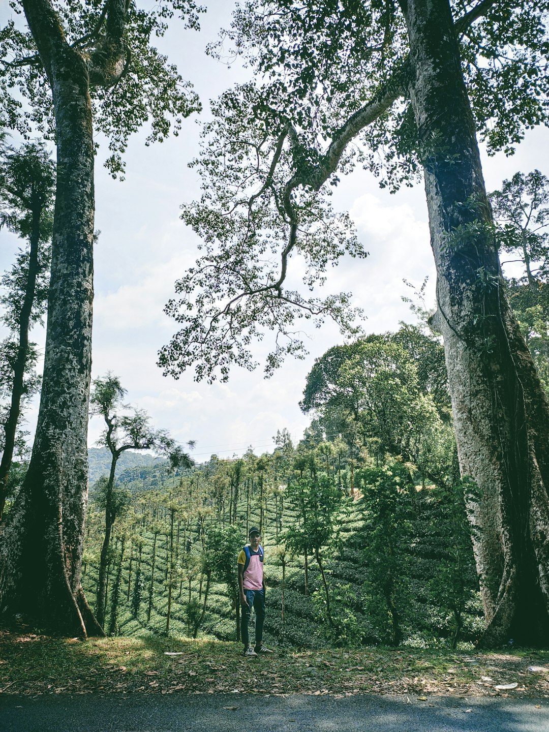 Forest photo spot Wayanad Karanji Lake