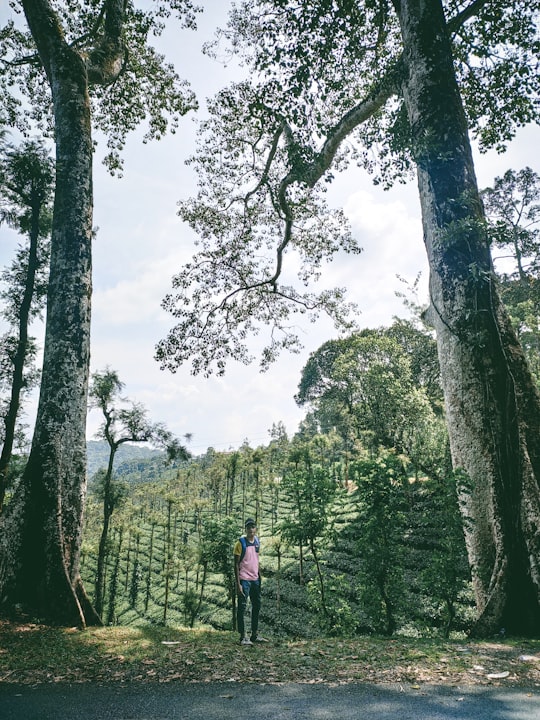 person in red jacket walking on pathway between green trees during daytime in Wayanad India