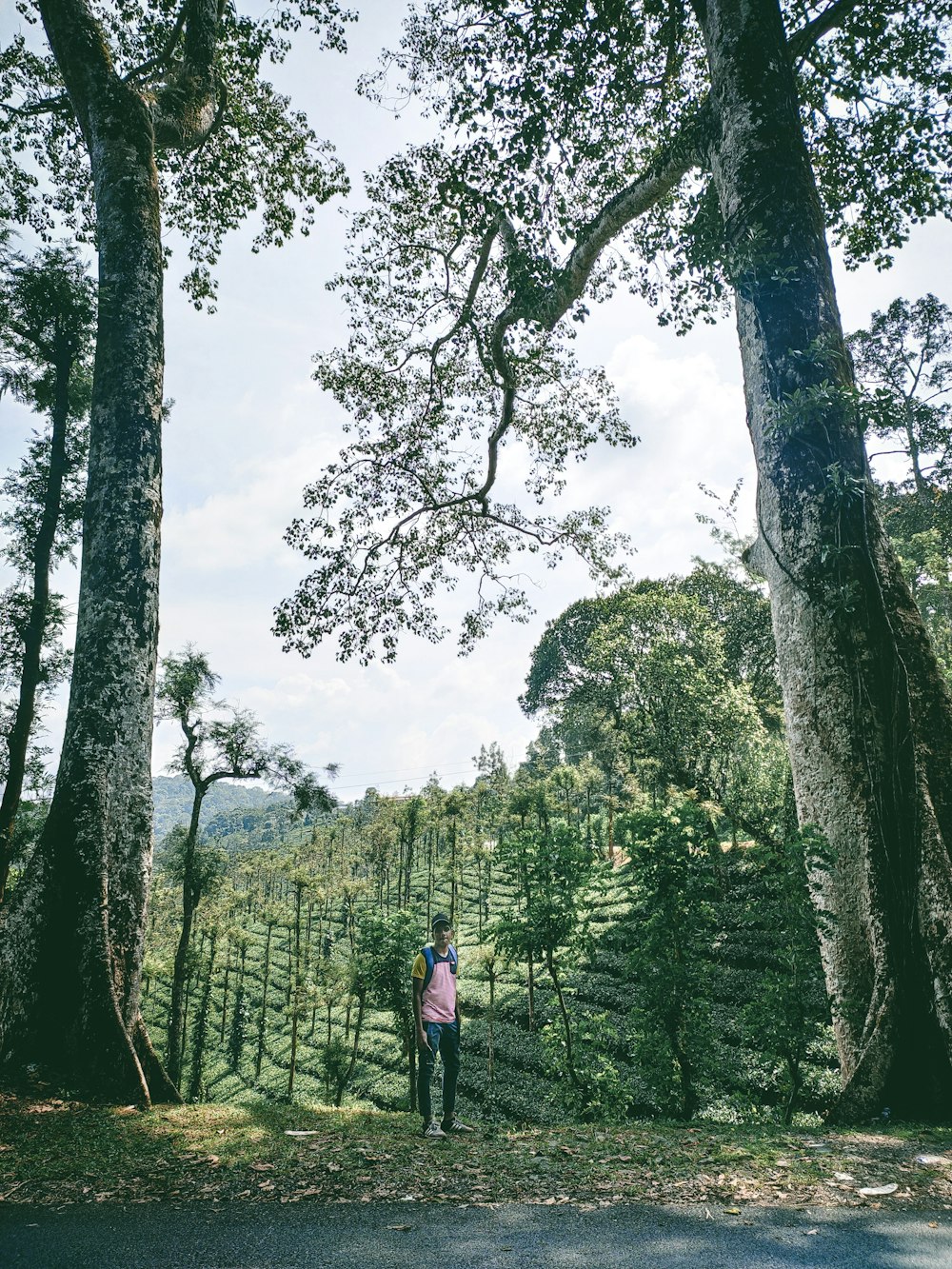 person in red jacket walking on pathway between green trees during daytime