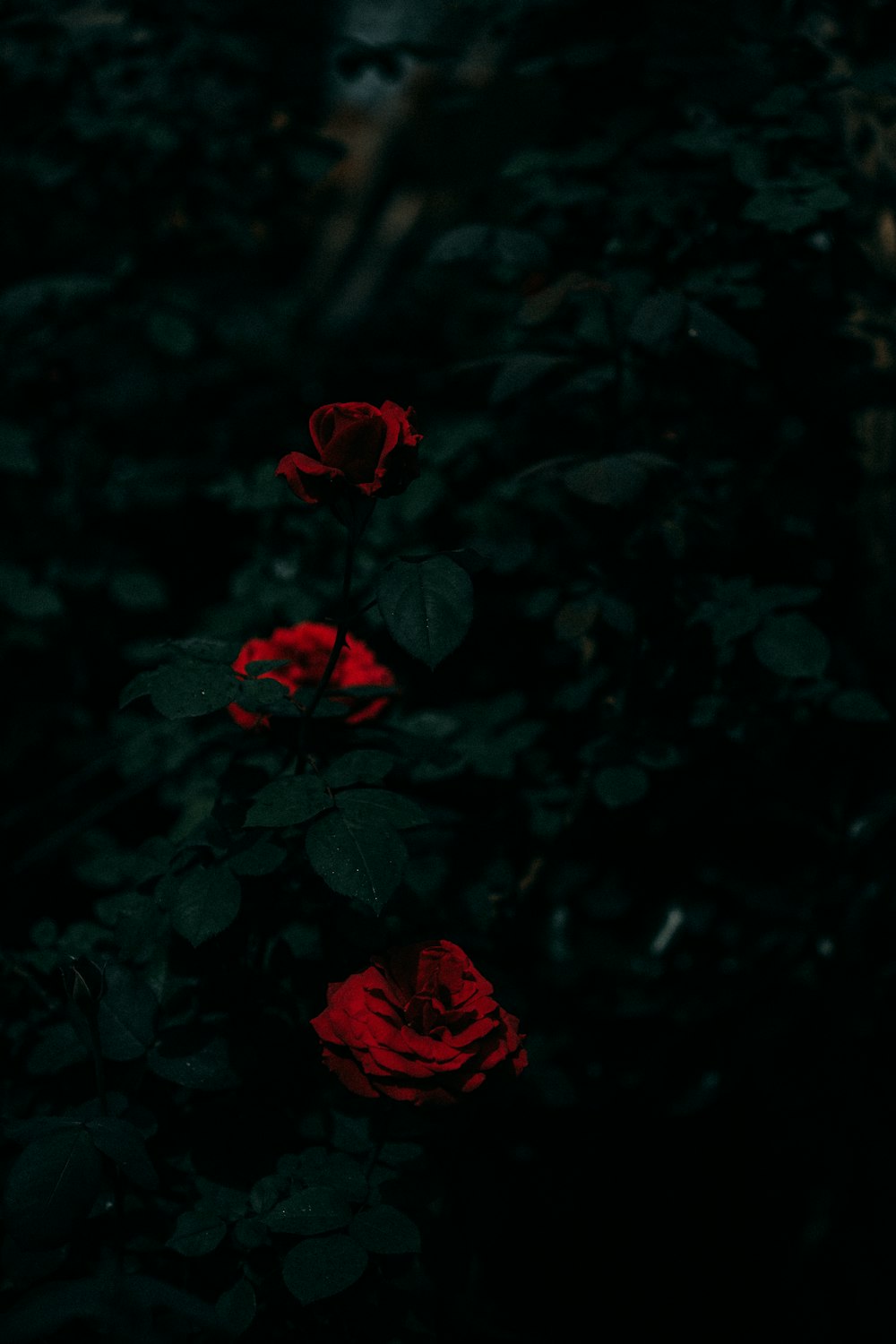 red flower with green leaves