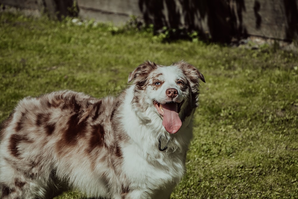 white and brown border collie on green grass field during daytime