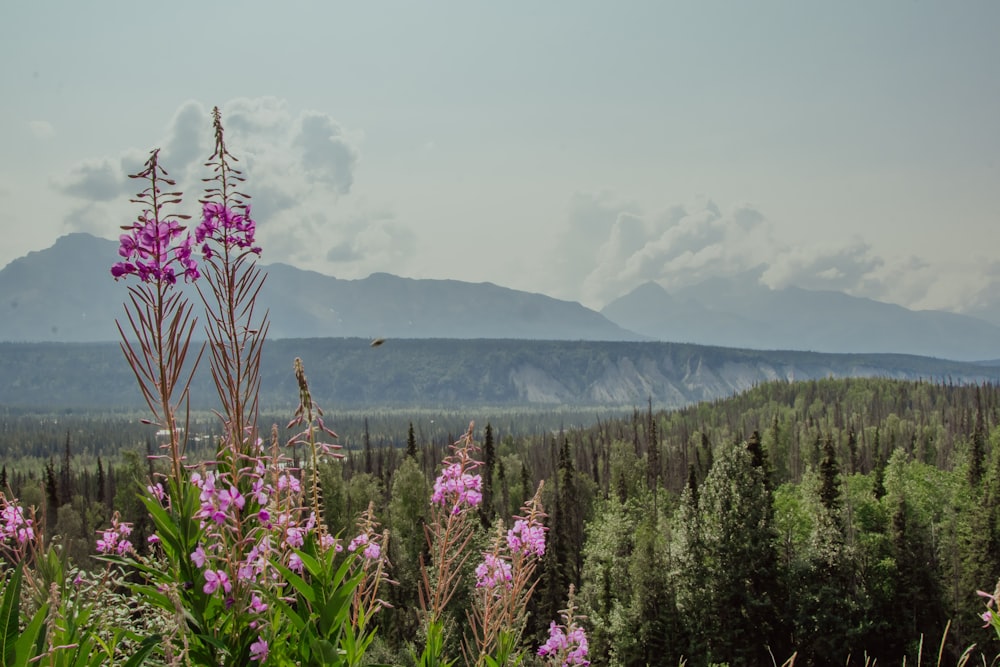 purple flower field near lake during daytime