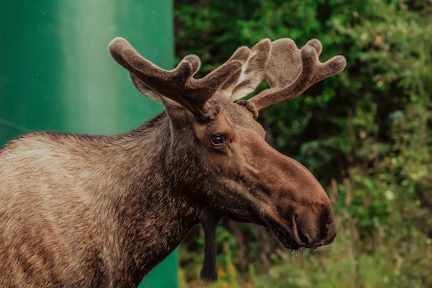 A close-up of a moose's impressive antlers covered in velvet during summer.