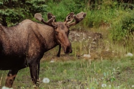 A moose standing in a natural setting with lush greenery surrounding it. The animal is facing slightly to the right, showing off its large antlers and distinctive brown fur. The background consists of grass, shrubs, and trees, creating a serene outdoor environment.