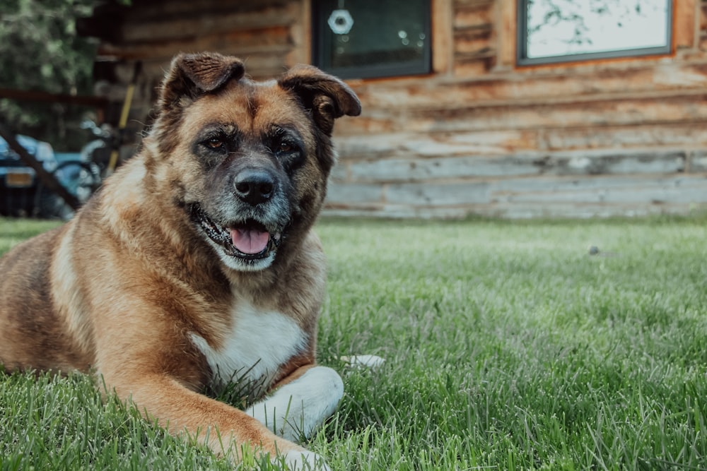 brown and black short coated dog lying on green grass during daytime