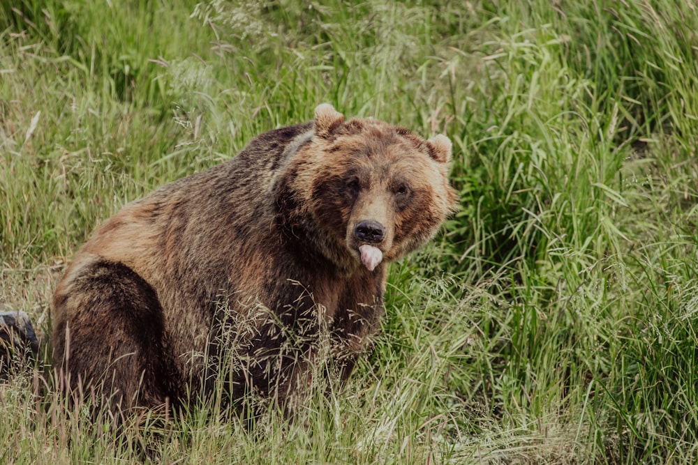 brown bear on green grass during daytime