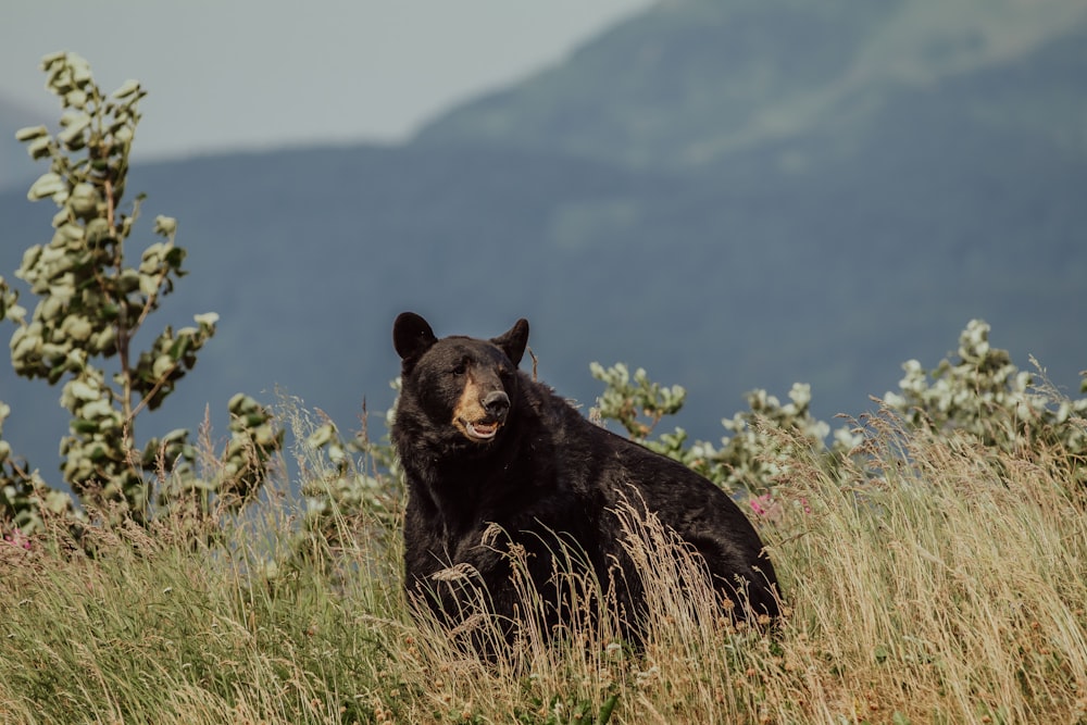 Oso negro en campo de flores amarillas durante el día