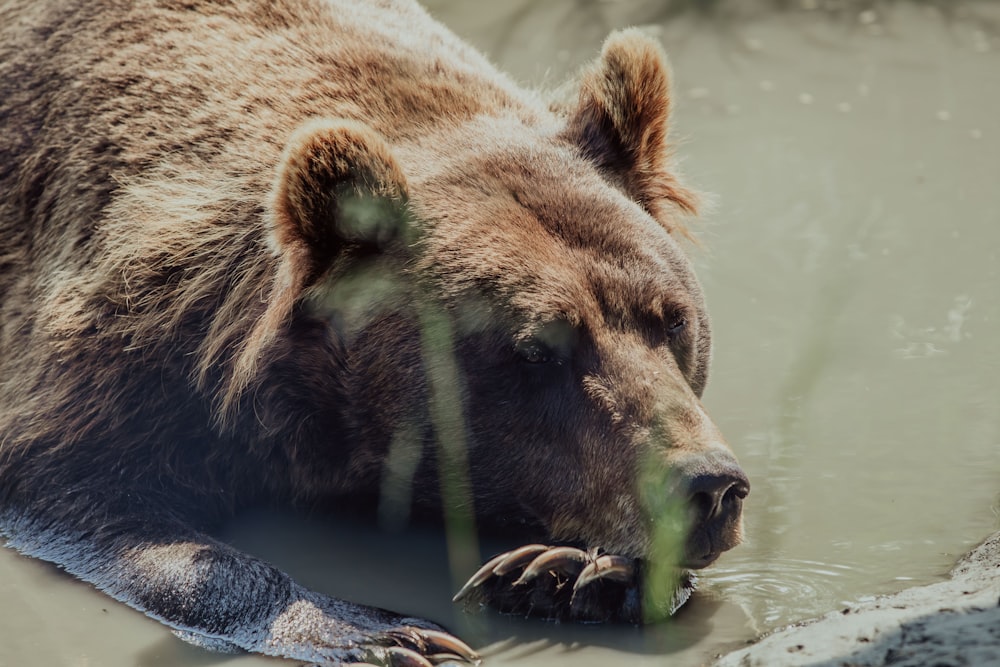 brown bear drinking water from a water