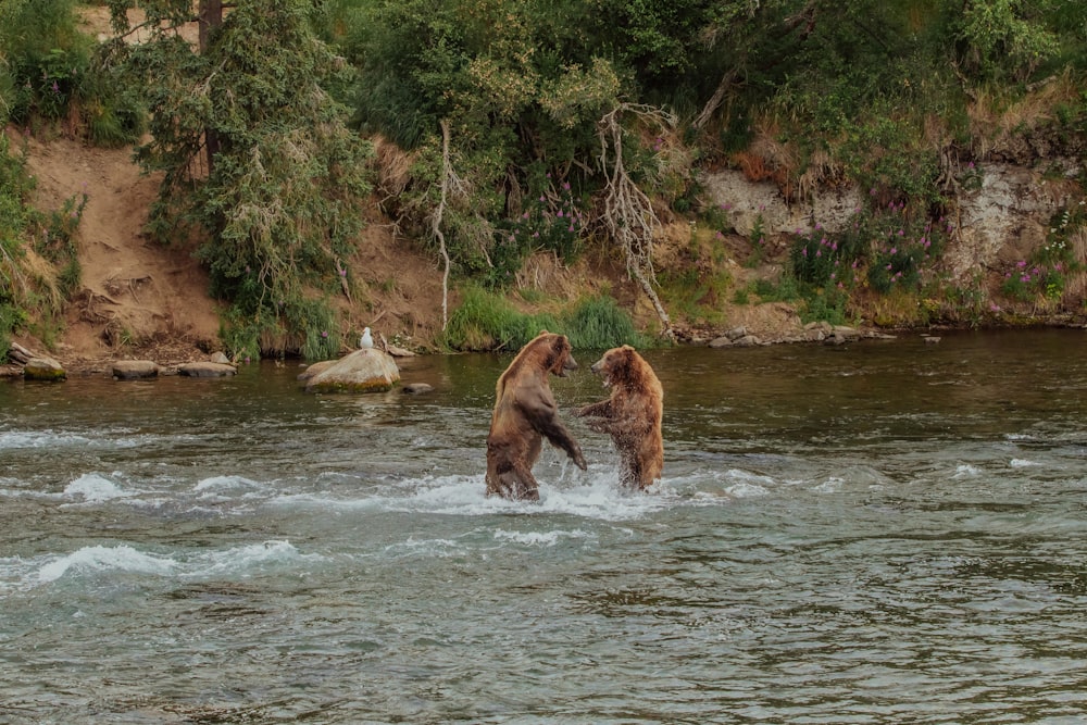 brown bear and baby bear on water during daytime