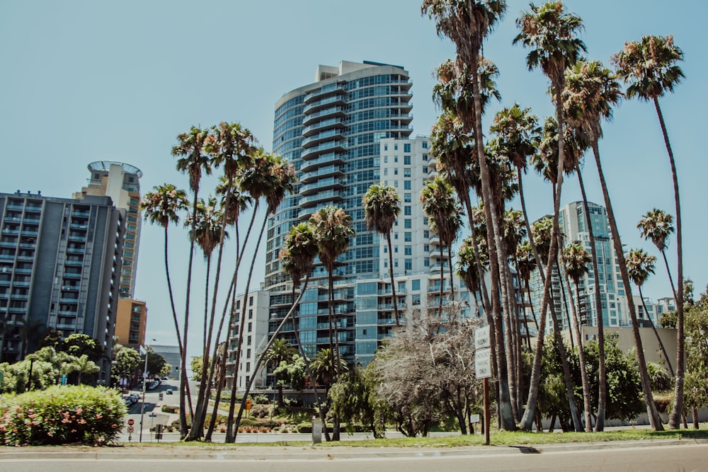 green palm trees near city buildings during daytime