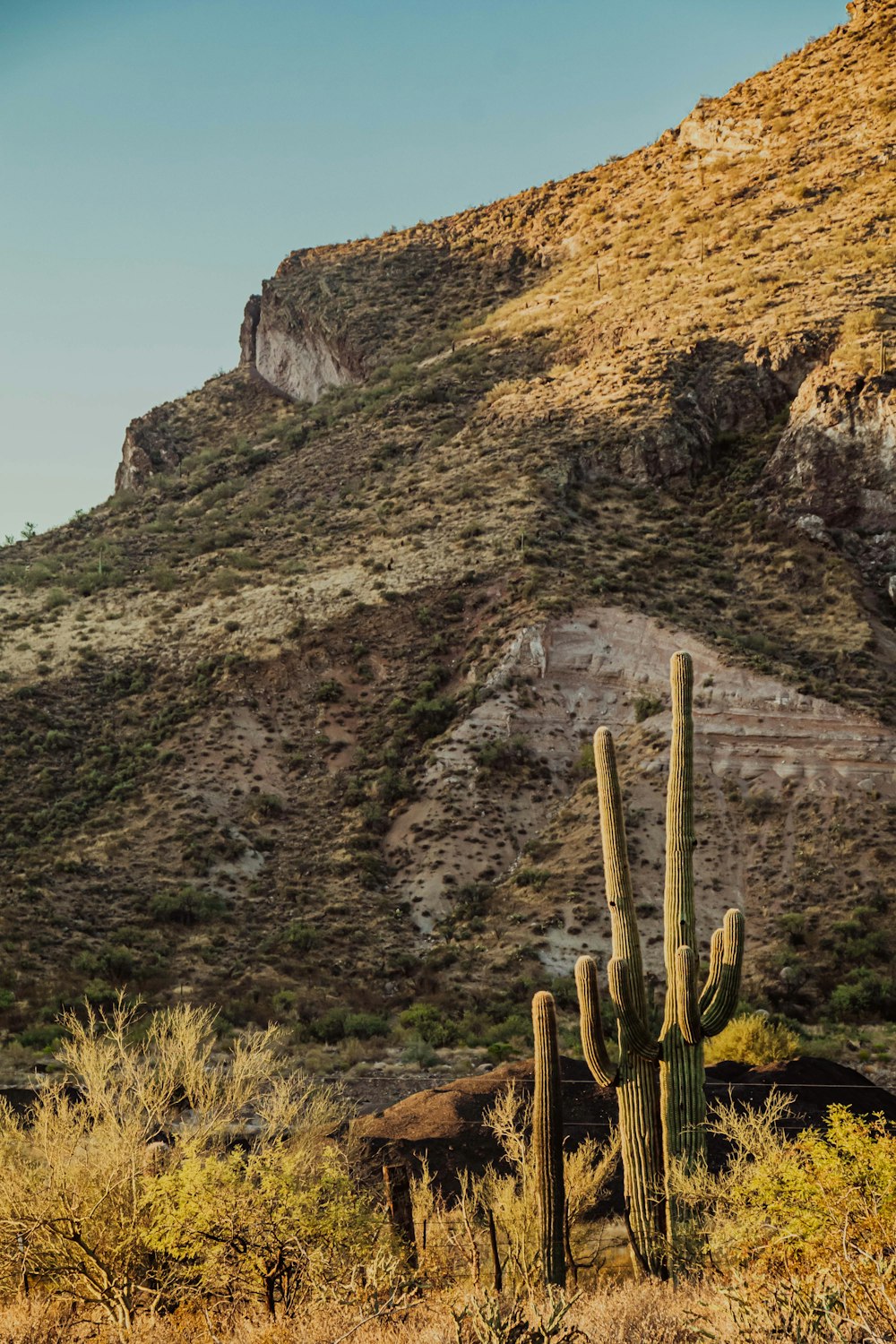 Plante de cactus sur un sol brun près de Brown Mountain pendant la journée