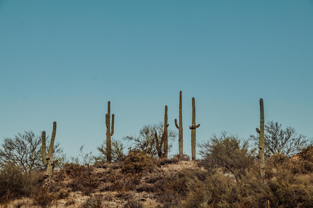 cruz de madera marrón en campo de hierba marrón bajo cielo azul durante el día