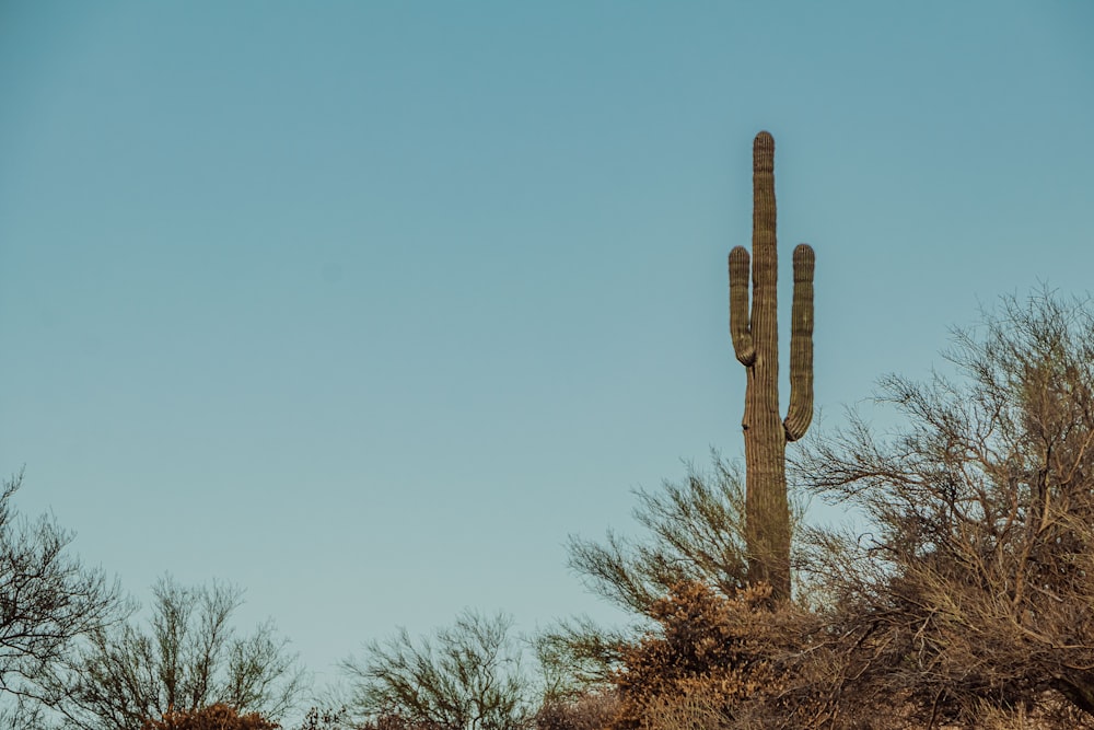 Árbol desnudo marrón bajo el cielo azul durante el día