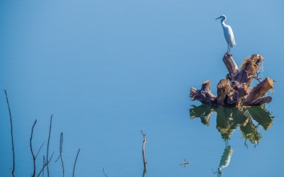 white and brown bird on water during daytime syria teams background