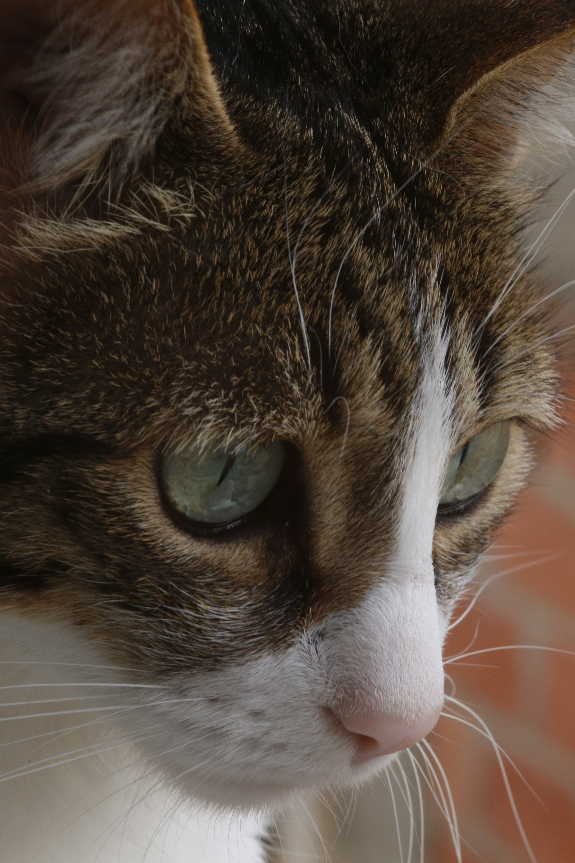 Chat tigré marron et blanc photo Photo Animal Gratuite sur Unsplash