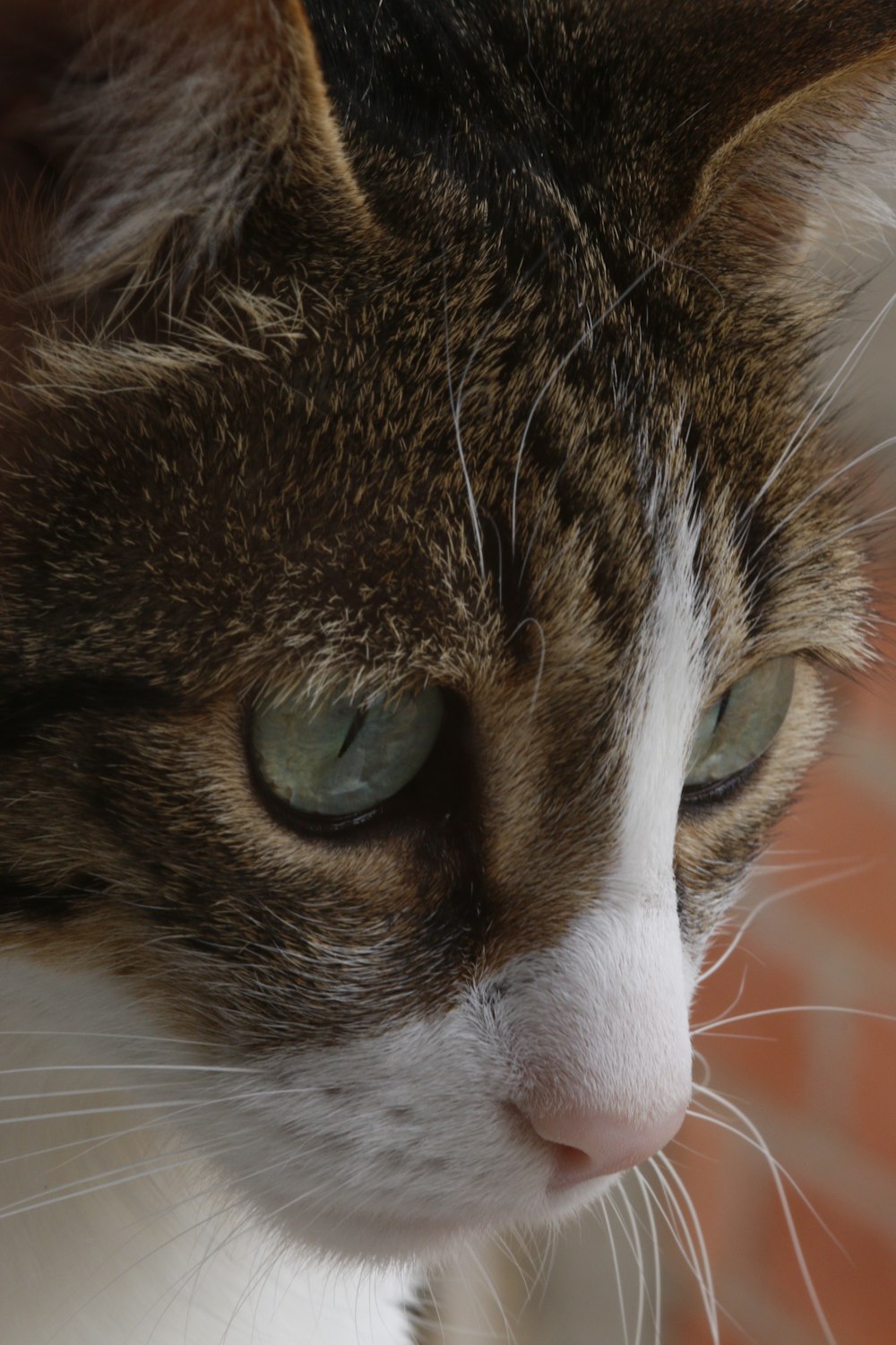 brown and white tabby cat