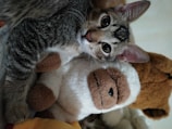 A tabby cat with distinctive markings lies playfully on top of a plush toy, which resembles an animal with a soft, brown and white texture. The background includes more plush toys in muted colors. The scene is cozy and inviting, with the cat gazing directly at the viewer.