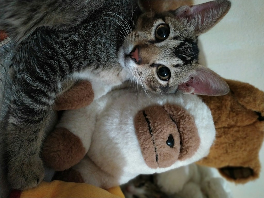 Cozy Cuddle Toy