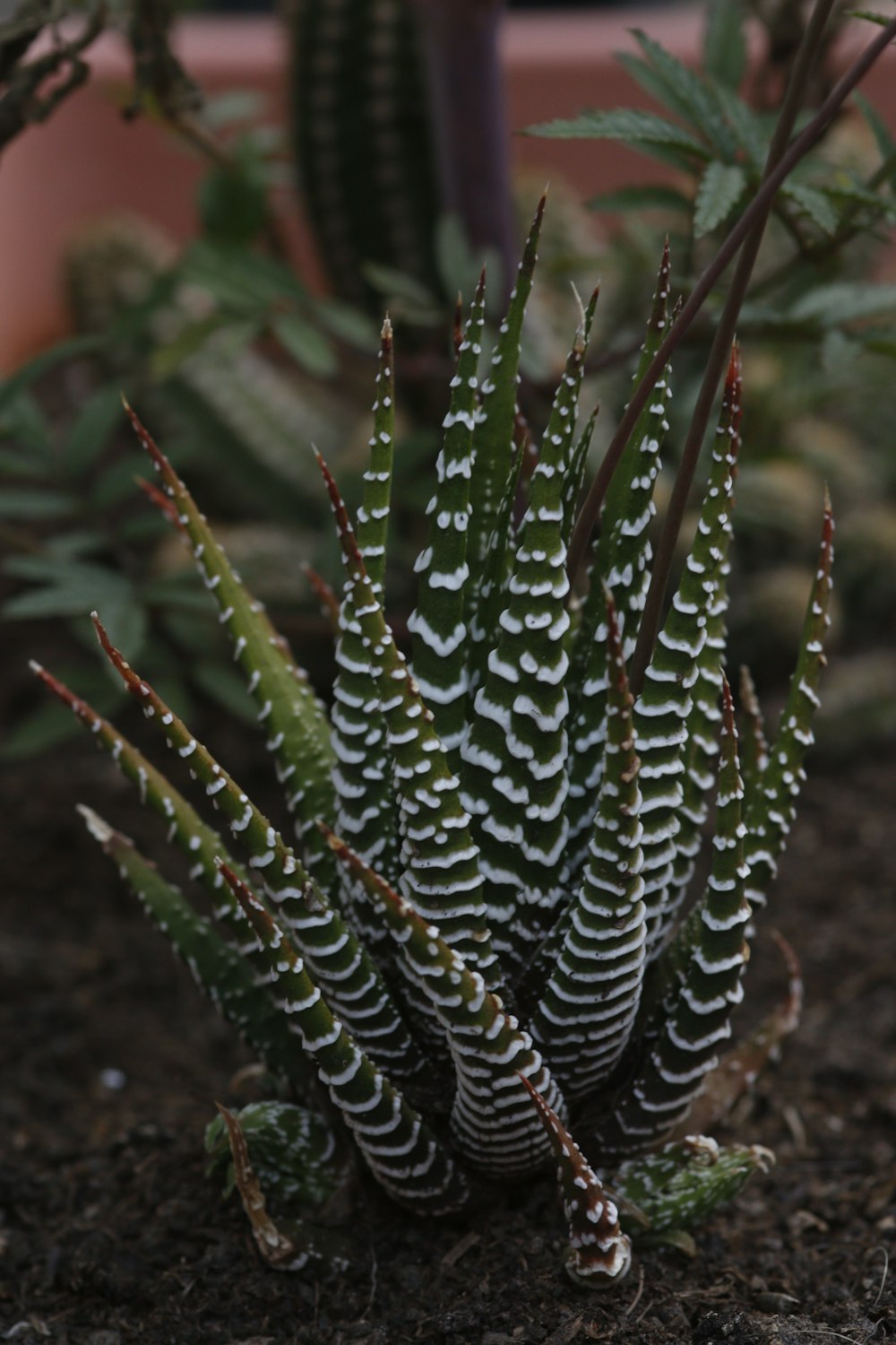 green plant in close up photography