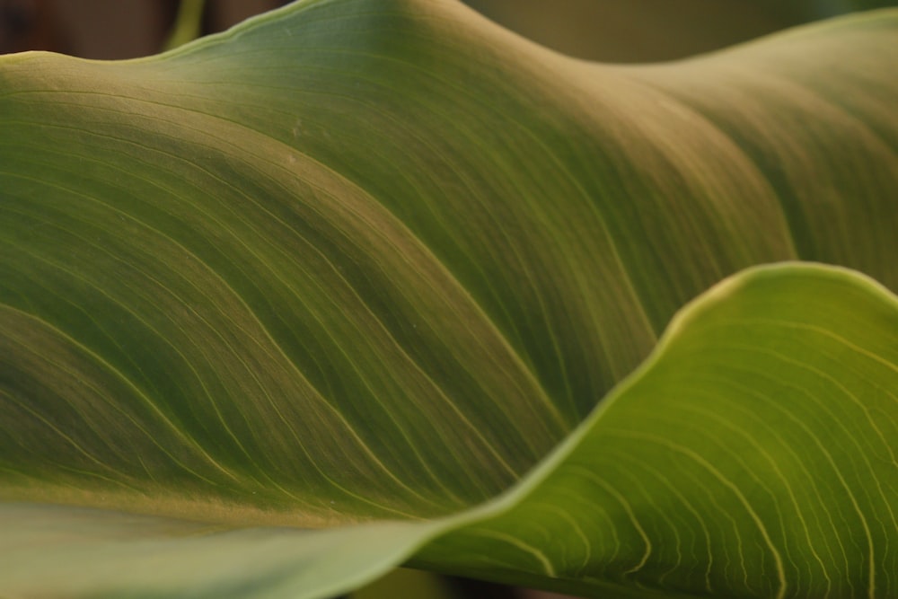 green leaf in close up photography