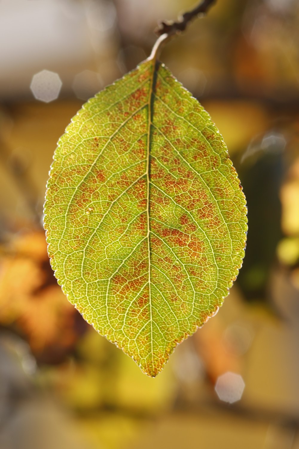 green and yellow leaf in close up photography