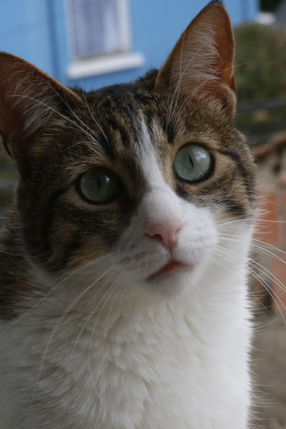brown and white tabby cat