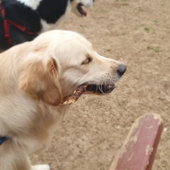 A golden retriever holds a stick in its mouth while standing on a dirt surface. Another dog with a black and white coat is seen in the background, wearing a red harness.