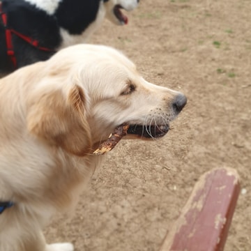 A golden retriever holds a stick in its mouth while standing on a dirt surface. Another dog with a black and white coat is seen in the background, wearing a red harness.