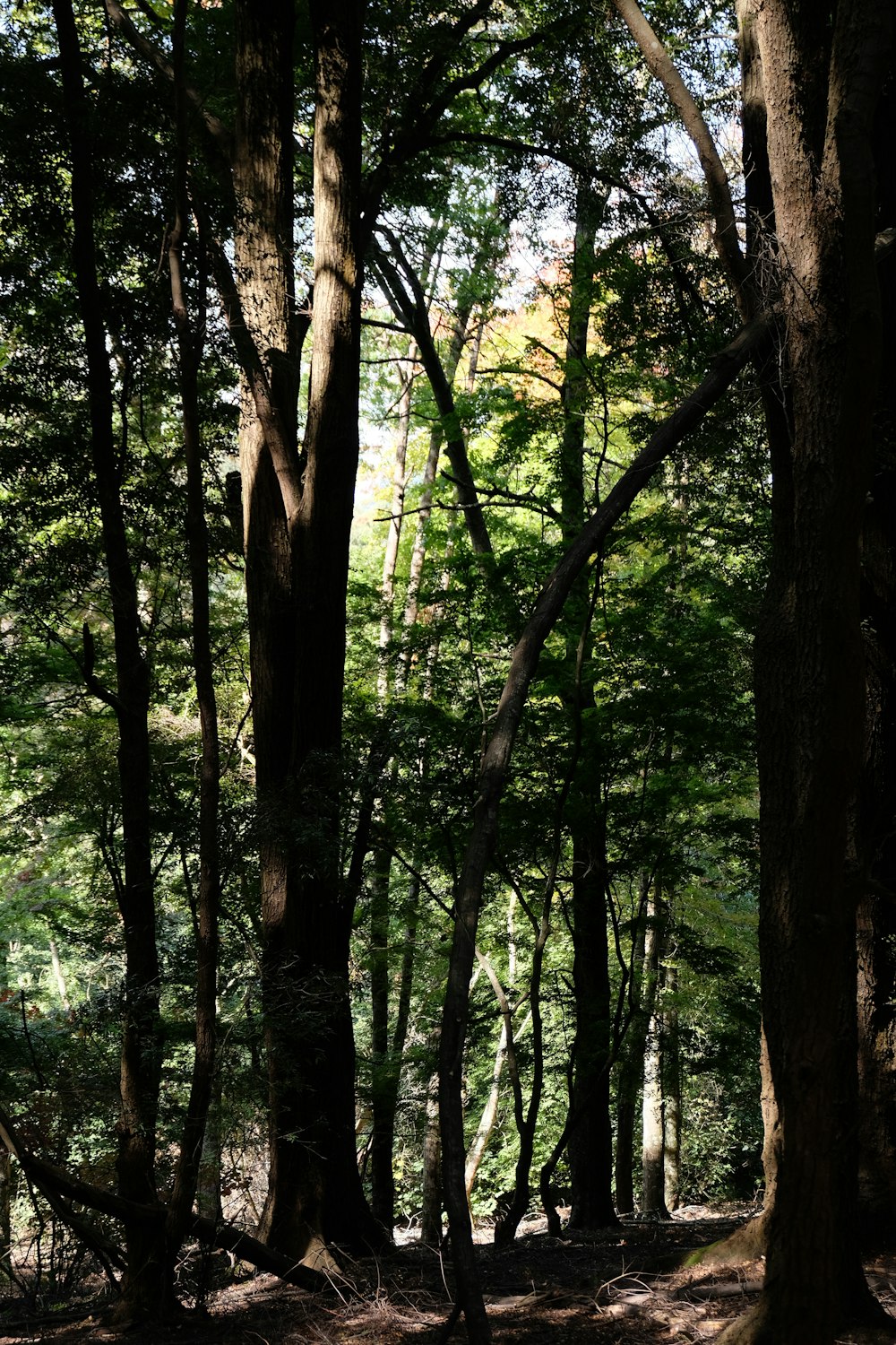 green and brown trees during daytime