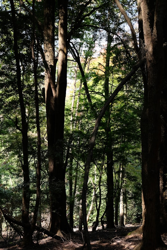 green and brown trees during daytime in Dandenong Ranges Australia