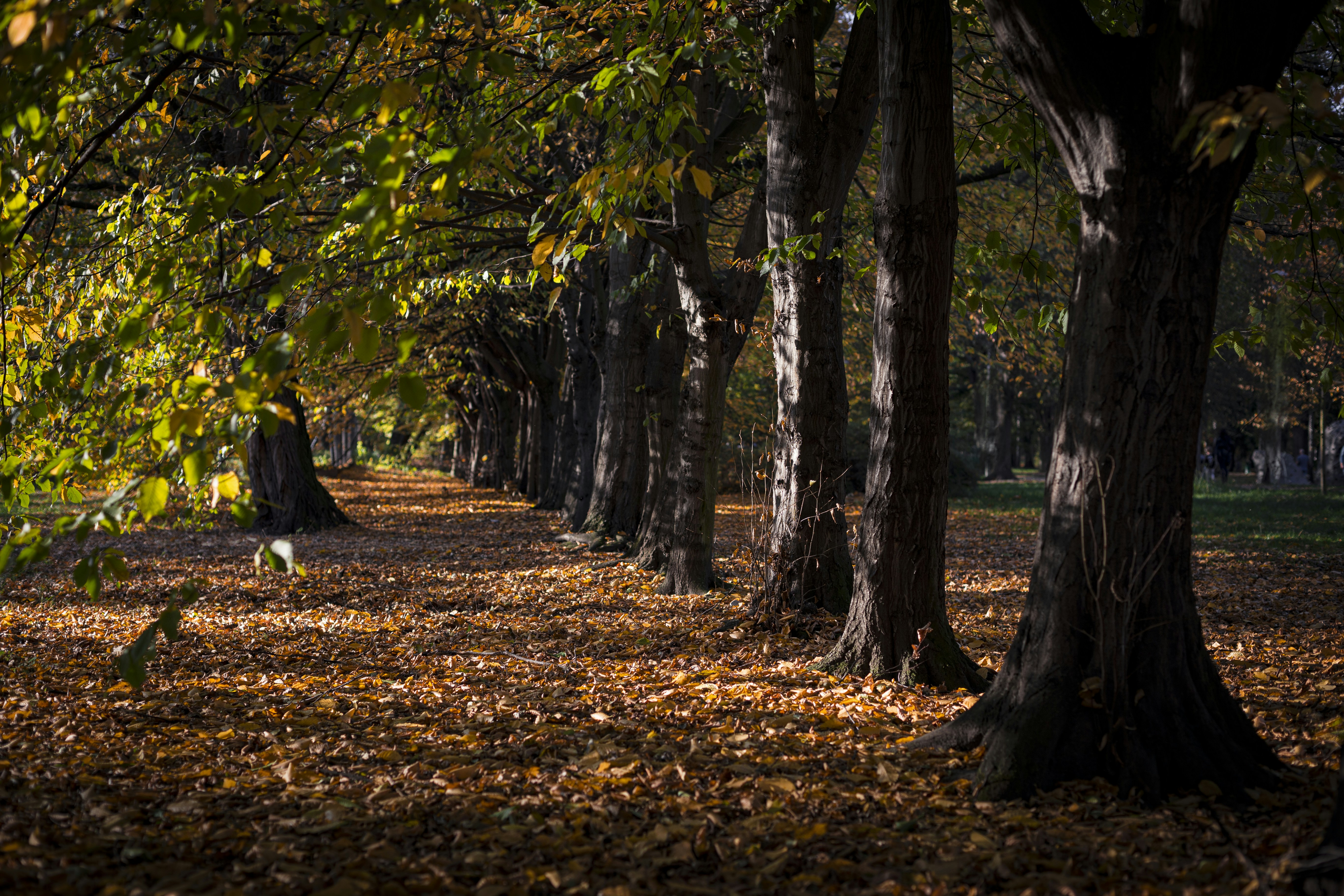 Photo by isaacquesada