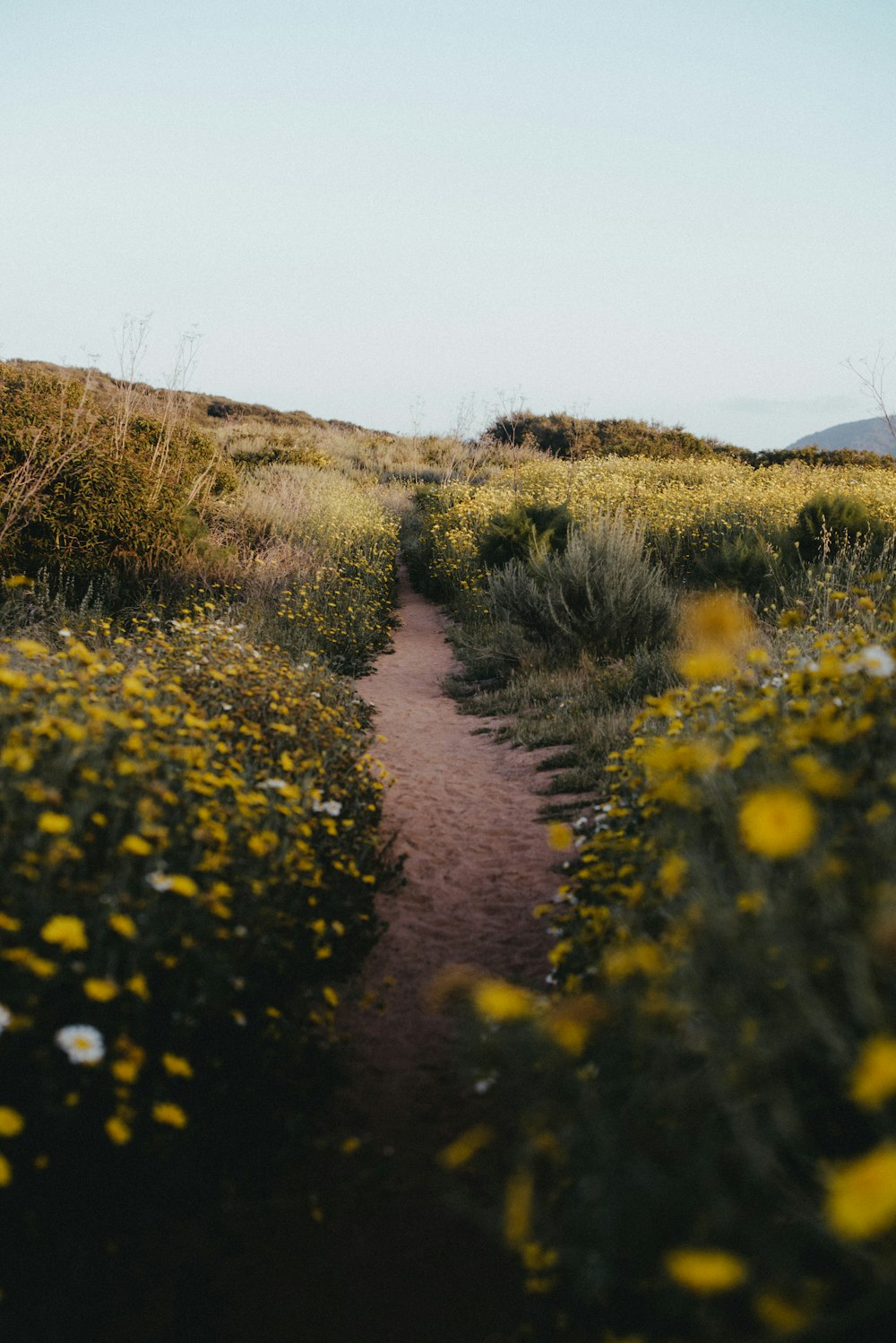 fleurs jaunes sur un chemin de terre brun