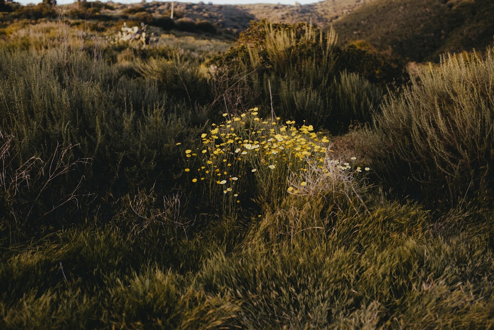 fleurs jaunes sur le champ d’herbe verte pendant la journée