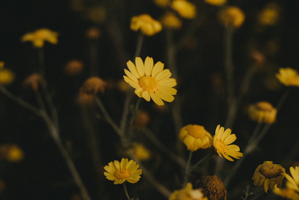 yellow flower in tilt shift lens